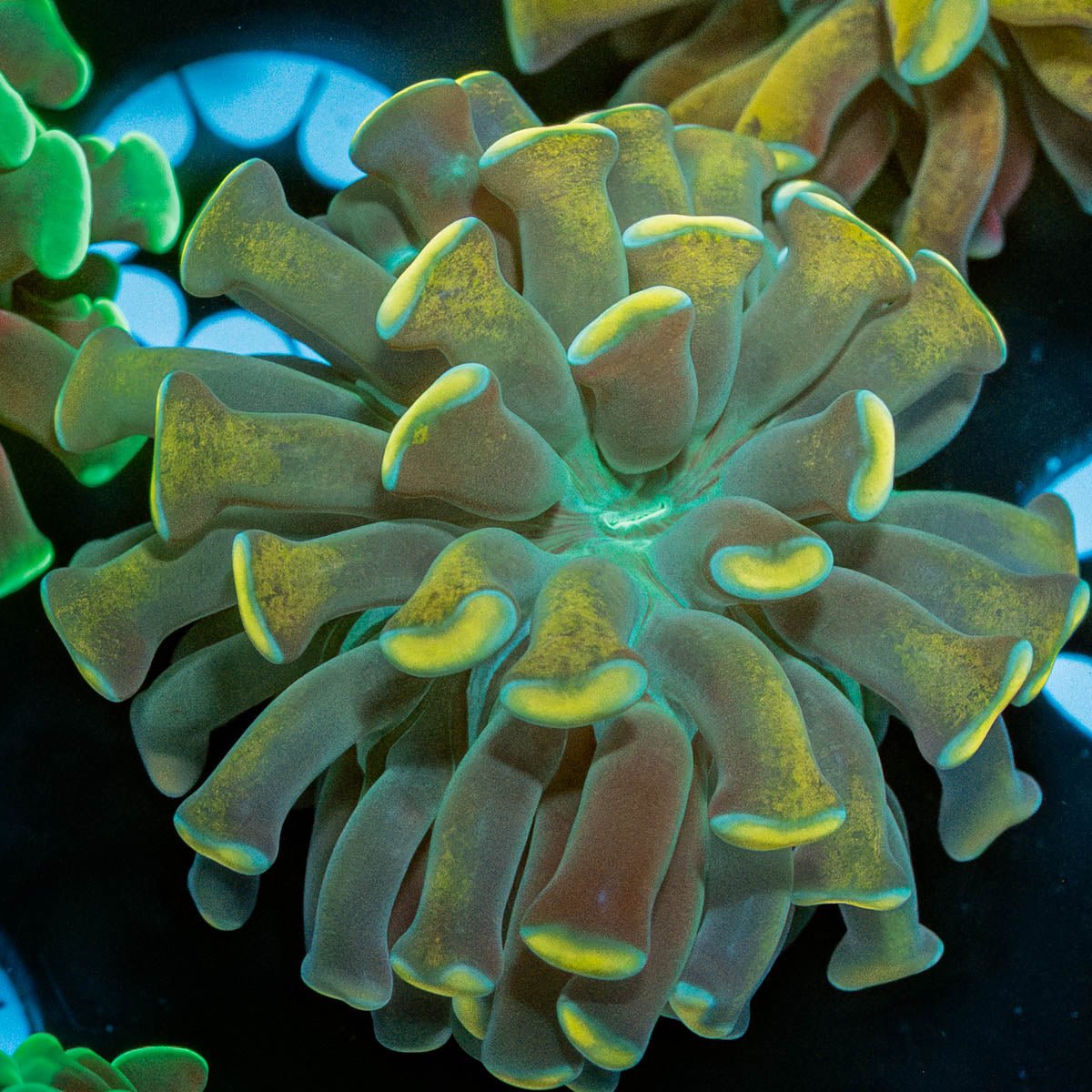 Gold Branching Hammer - riptide aquaculture llc