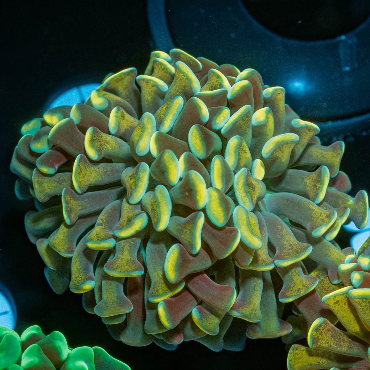 Gold Branching Hammer - riptide aquaculture llc