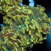 Gold Branching Hammer - riptide aquaculture llc