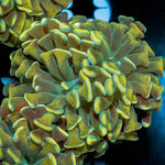 Gold Branching Hammer - riptide aquaculture llc