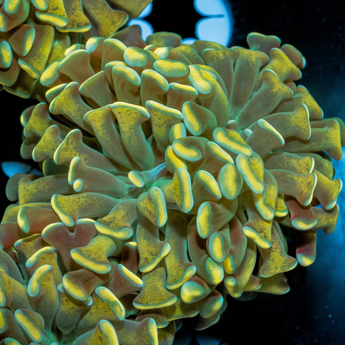 Gold Branching Hammer - riptide aquaculture llc