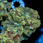 Gold Branching Hammer - riptide aquaculture llc