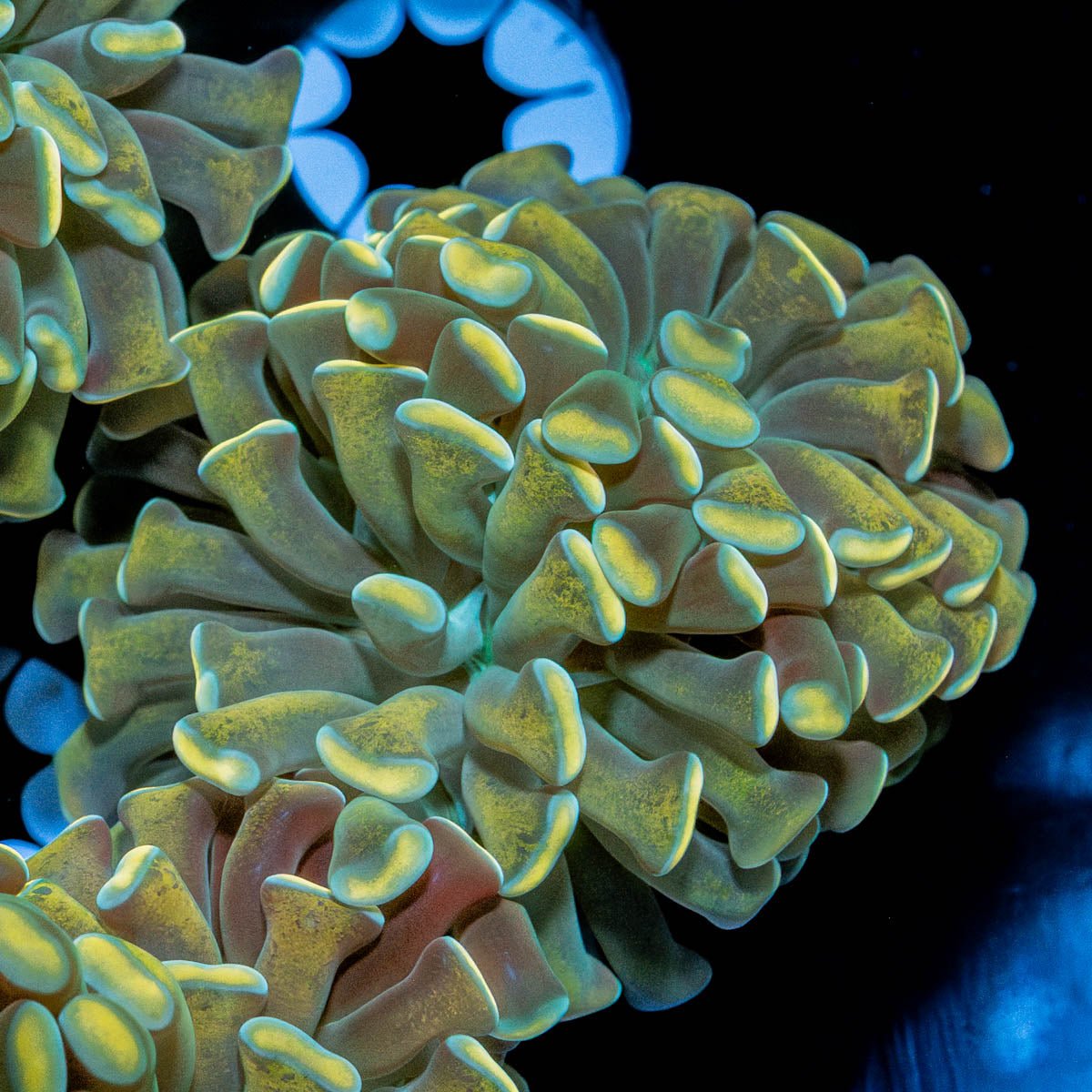 Gold Branching Hammer - riptide aquaculture llc