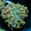Gold Branching Hammer - riptide aquaculture llc