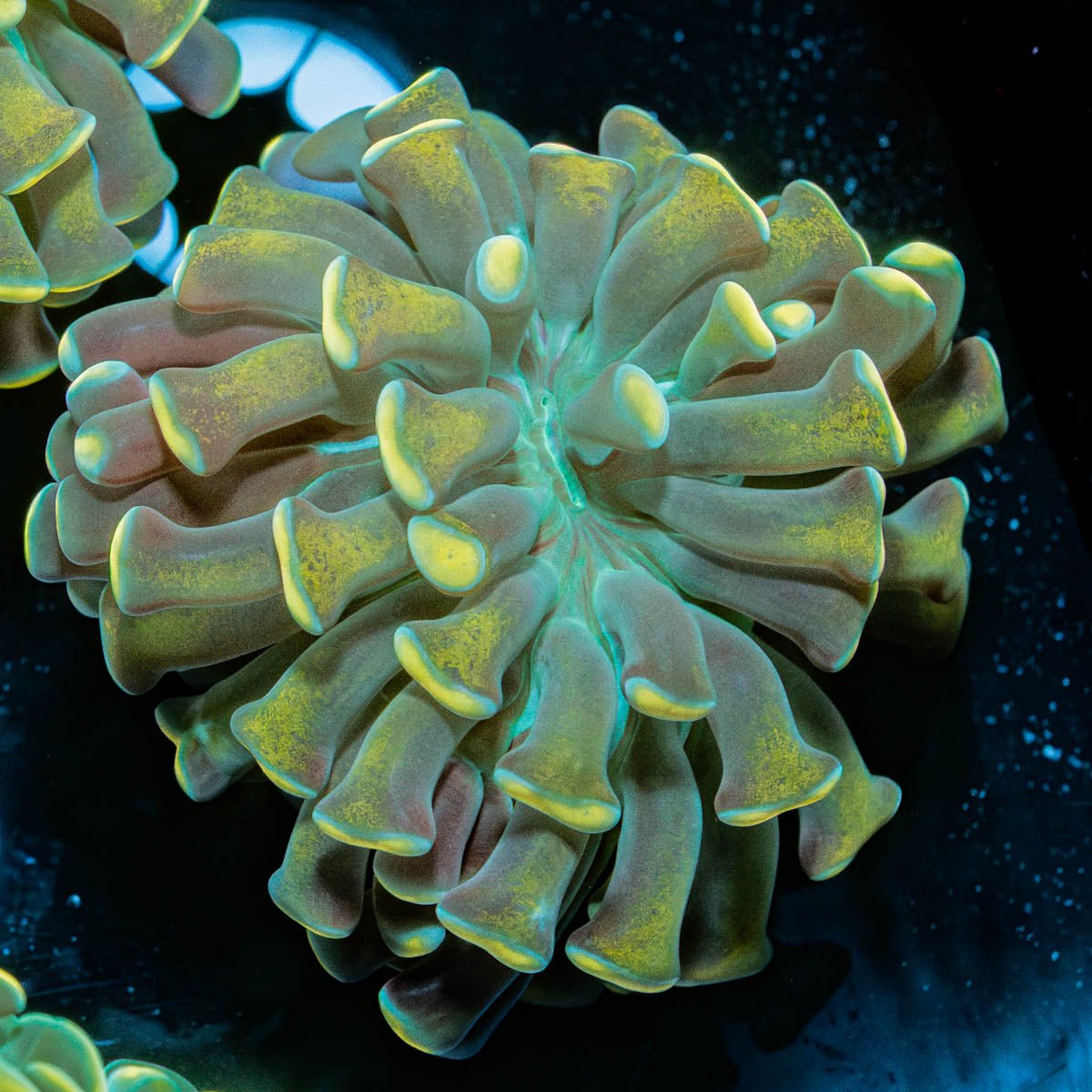 Gold Branching Hammer - riptide aquaculture llc