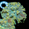 Gold Branching Hammer - riptide aquaculture llc