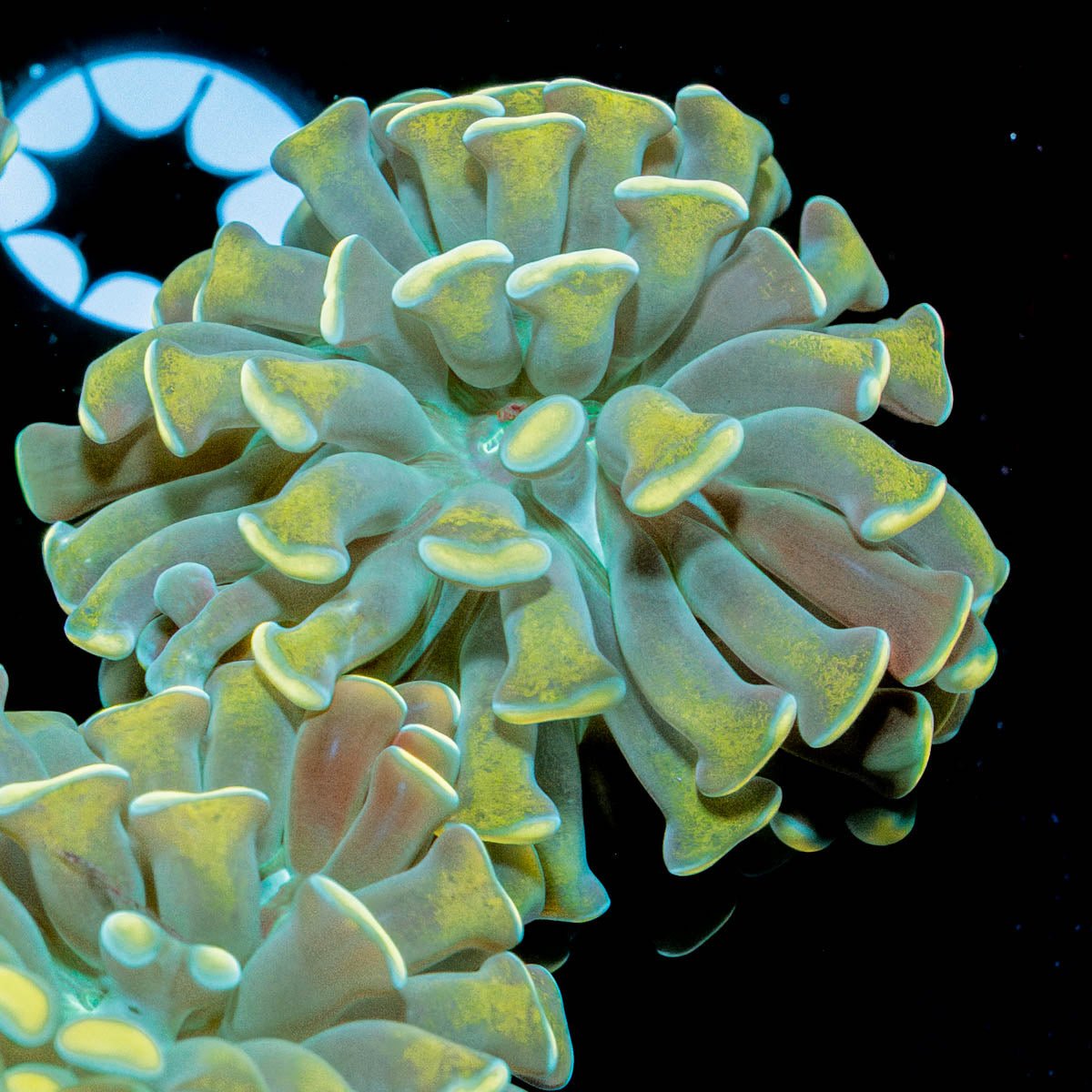 Gold Branching Hammer - riptide aquaculture llc