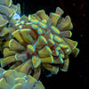 Gold Branching Hammer - riptide aquaculture llc
