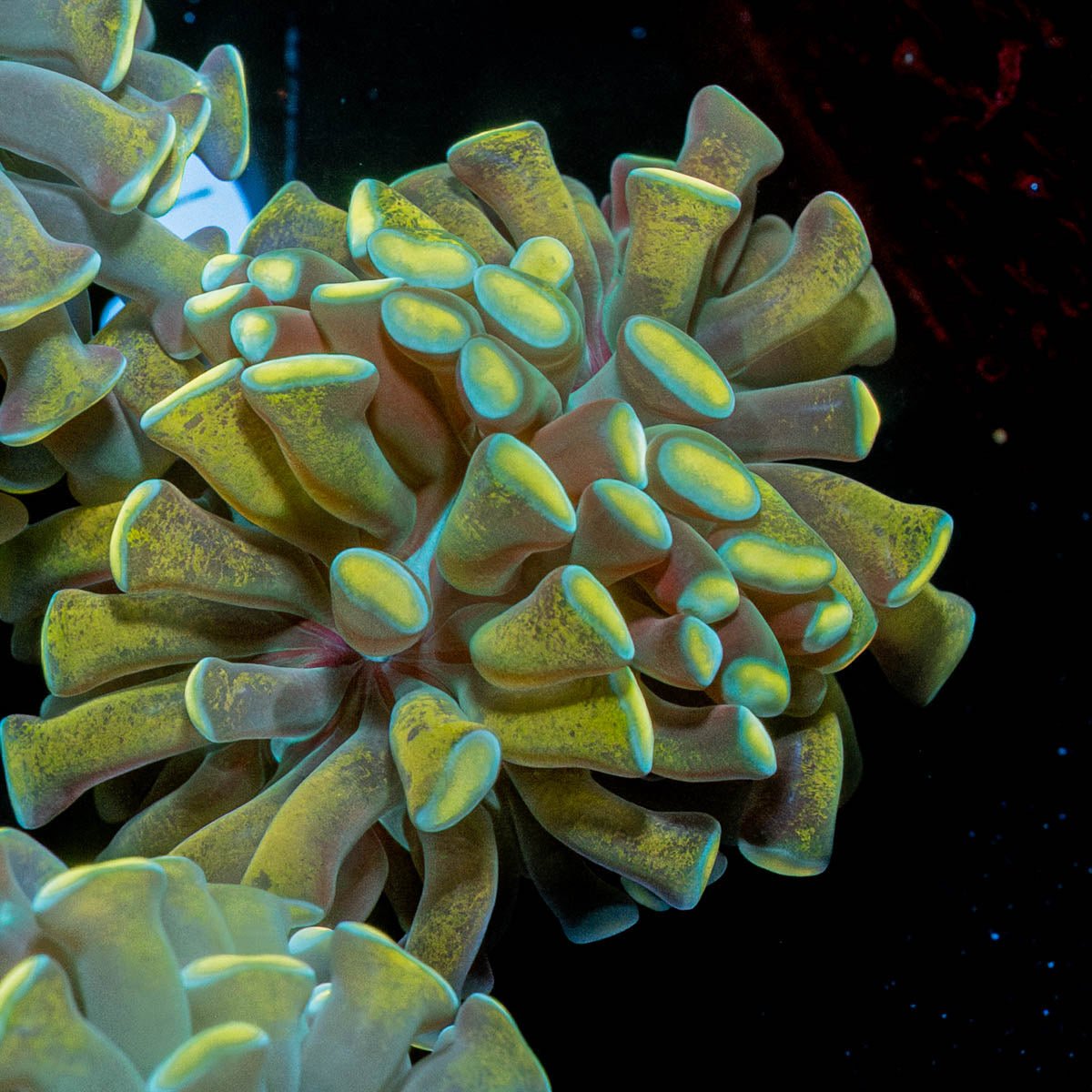 Gold Branching Hammer - riptide aquaculture llc