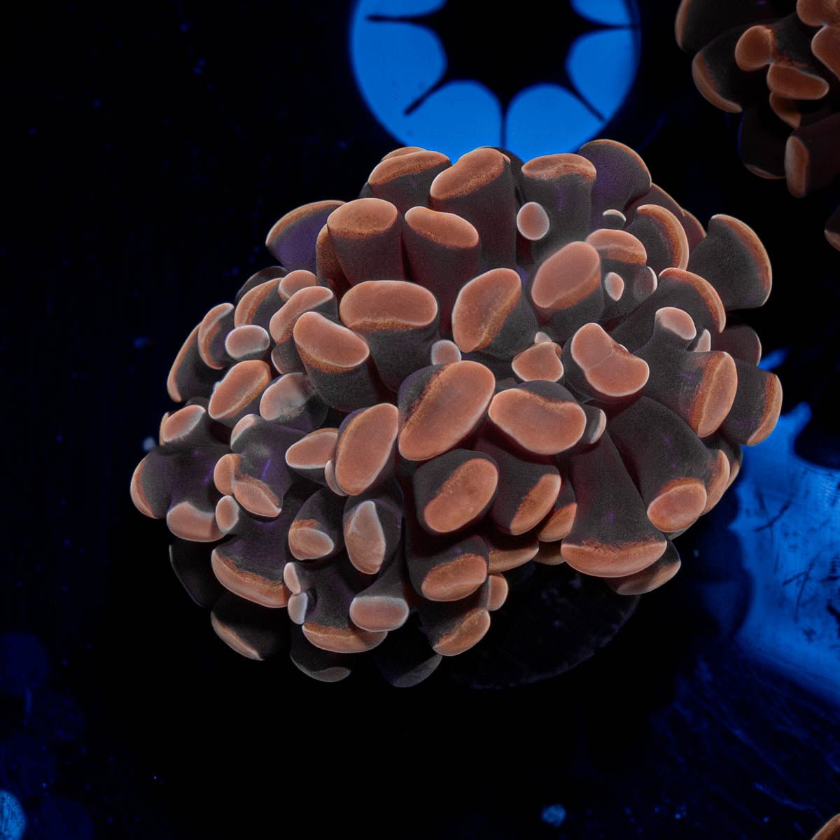 Rose Branching Hammer - riptide aquaculture llc