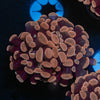 Rose Branching Hammer - riptide aquaculture llc