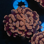 Rose Branching Hammer - riptide aquaculture llc
