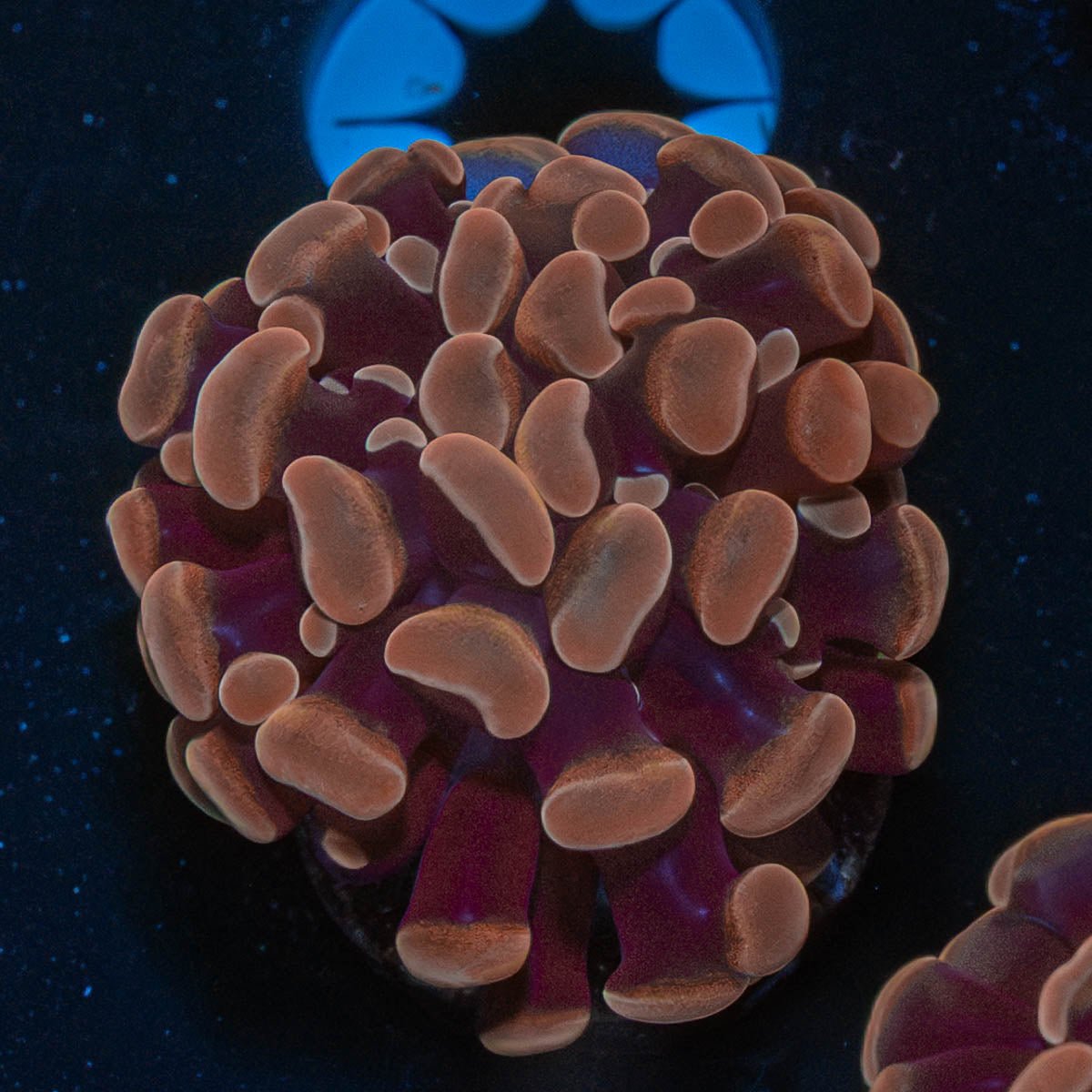 Rose Branching Hammer - riptide aquaculture llc