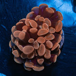Rose Branching Hammer - riptide aquaculture llc