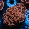 Rose Branching Hammer - riptide aquaculture llc