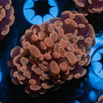 Rose Branching Hammer - riptide aquaculture llc