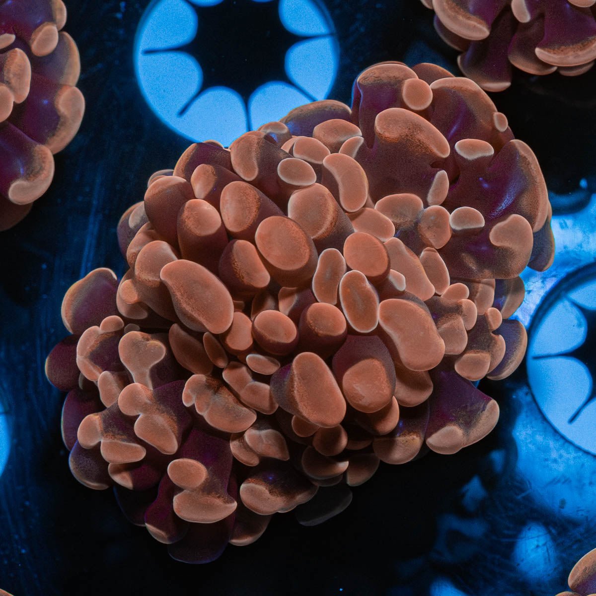 Rose Branching Hammer - riptide aquaculture llc