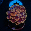 Rose Branching Hammer - riptide aquaculture llc