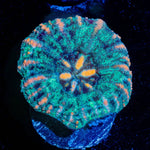 Ultra Button Scoly - riptide aquaculture llc