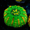 Ultra Button Scoly - riptide aquaculture llc
