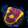 Purple Heat Chalice - riptide aquaculture llc