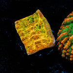 Crazy Train Chalice - riptide aquaculture llc