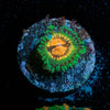 Blood Shoots Zoanthid - riptide aquaculture llc