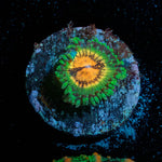 Blood Shoots Zoanthid - riptide aquaculture llc