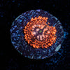Utter Chaos Zoanthid - riptide aquaculture llc