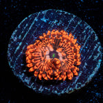 Utter Chaos Zoanthid - riptide aquaculture llc