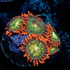 Blueberry Yum Yum Zoanthid - riptide aquaculture llc