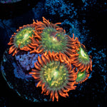 Blueberry Yum Yum Zoanthid - riptide aquaculture llc