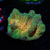 Rainbow Pectinia Chalice - riptide aquaculture llc