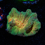 Rainbow Pectinia Chalice - riptide aquaculture llc