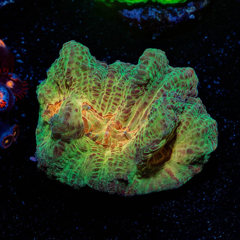 Rainbow Pectinia Chalice