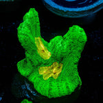 Space Invader Pectinia Chalice - riptide aquaculture llc