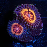 Valkarys Zoanthid - riptide aquaculture llc