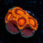 Orange Bam BAms Zoanthid - riptide aquaculture llc