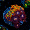 Zoanthid Multi Frag - riptide aquaculture llc