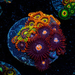 Zoanthid Multi Frag - riptide aquaculture llc