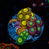 Zoanthid Multi Frag - riptide aquaculture llc