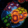 Zoanthid Multi Frag - riptide aquaculture llc