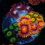 Zoanthid Multi Frag - riptide aquaculture llc
