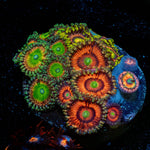 Zoanthid Multi Frag - riptide aquaculture llc