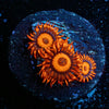 Safe Cracker Zoanthid - riptide aquaculture llc