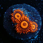 Safe Cracker Zoanthid - riptide aquaculture llc