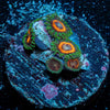 Fairy Tales Zoanthid - riptide aquaculture llc