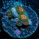 Fairy Tales Zoanthid - riptide aquaculture llc