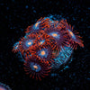 Stitches Zoanthid - riptide aquaculture llc