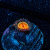 Fruit Ninja Zoanthid - riptide aquaculture llc